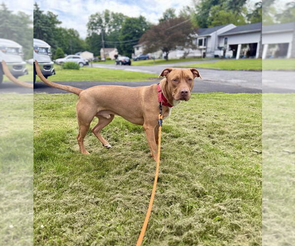 Medium Photo #25 American Pit Bull Terrier-Unknown Mix Puppy For Sale in Brewster, NY, USA