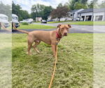 Small #24 American Pit Bull Terrier Mix