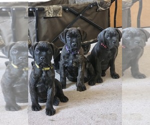 Cane Corso Puppy for sale in BLANCA, CO, USA