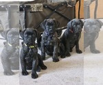Small Cane Corso