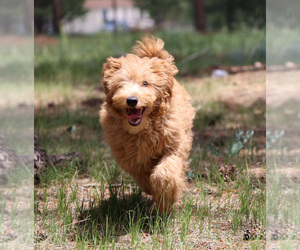 Goldendoodle Puppy for sale in ELBERT, CO, USA
