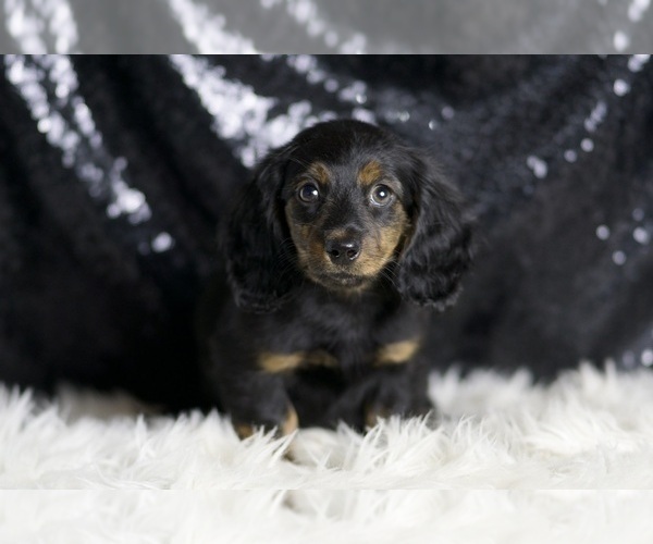 Medium Photo #96 Dachshund Puppy For Sale in WARSAW, IN, USA