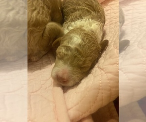 Poodle (Miniature) Puppy for sale in FRESNO, CA, USA