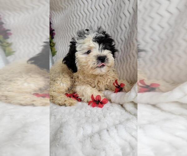 Medium Photo #1 ShihPoo Puppy For Sale in JASONVILLE, IN, USA