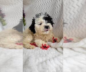 ShihPoo Puppy for sale in JASONVILLE, IN, USA