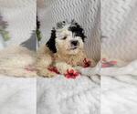 Small Photo #1 ShihPoo Puppy For Sale in JASONVILLE, IN, USA