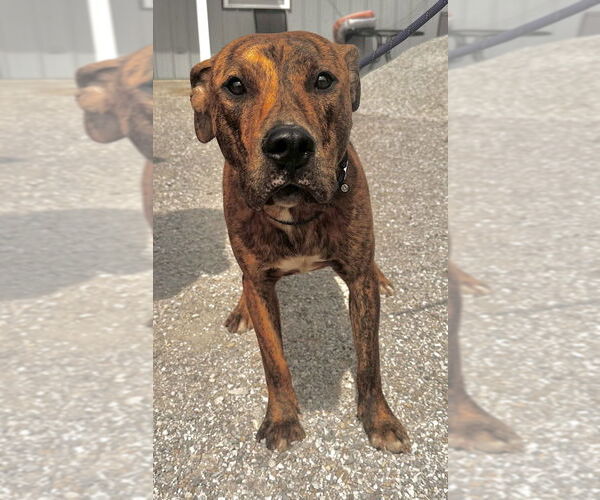 Medium Photo #5 Mutt Puppy For Sale in Evansville, IN, USA