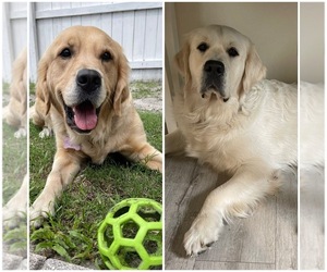 Golden Retriever Puppy for sale in CLEARWATER, FL, USA