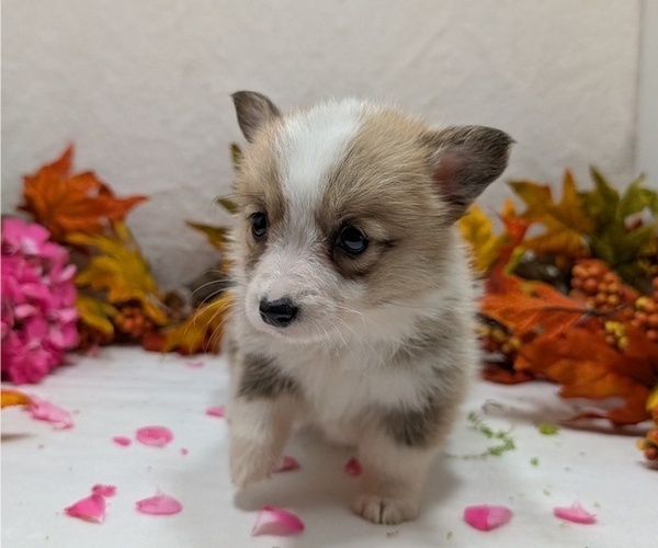 Medium Photo #4 Pembroke Welsh Corgi Puppy For Sale in GOSHEN, IN, USA