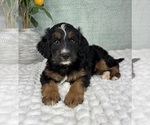 Small #3 Bernedoodle (Miniature)
