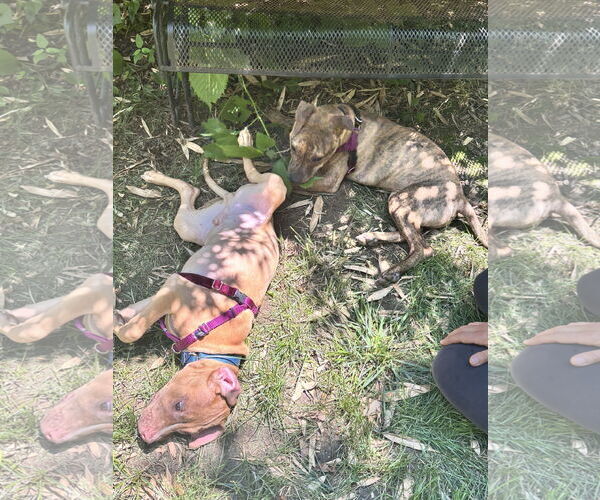 Medium Photo #31 Mutt Puppy For Sale in Philadelphia, PA, USA