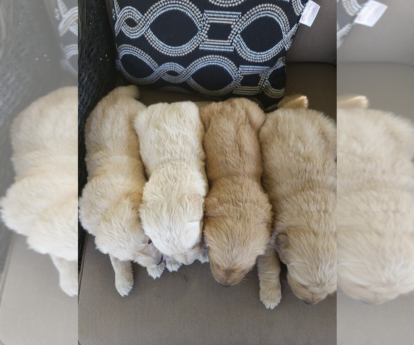 Medium Photo #8 Golden Retriever Puppy For Sale in ELVERTA, CA, USA