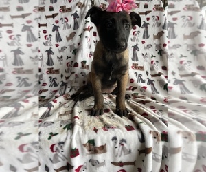 Medium Belgian Malinois