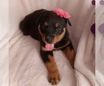 Image preview for Ad Listing. Nickname: AKC Lilly