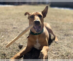 Mutt Dogs for adoption in Wakefield, RI, USA