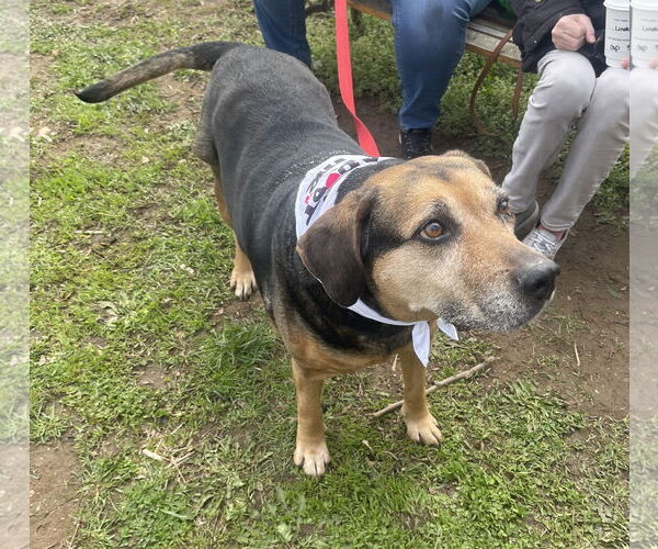 Medium Photo #15 Mutt Puppy For Sale in Oakhurst, NJ, USA