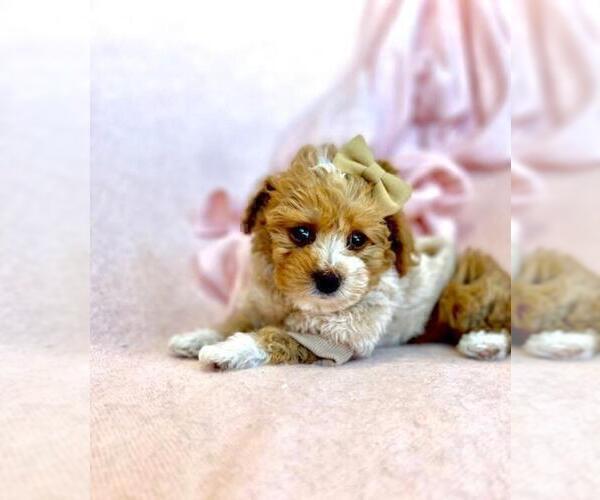 Medium Photo #11 Poodle (Toy) Puppy For Sale in PEMBROKE PINES, FL, USA