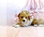 Puppy Puppy 7 Poodle (Toy)