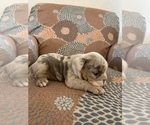 Small Photo #7 English Bulldog Puppy For Sale in CIBOLO, TX, USA