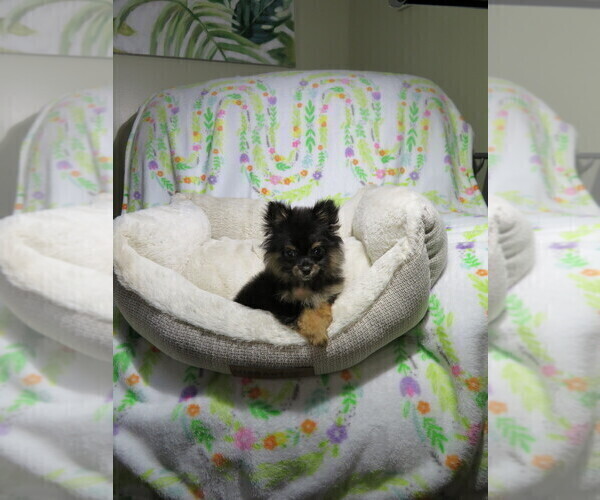Medium Photo #1 Pomeranian Puppy For Sale in COOKEVILLE, TN, USA