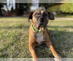 Small #3 Anatolian Shepherd-Boxer Mix