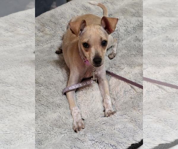 Medium Photo #19 Jack Chi Puppy For Sale in Princeton, MN, USA