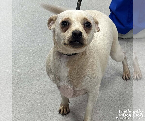 Medium Photo #3 Chihuahua-Unknown Mix Puppy For Sale in Washington, DC, USA