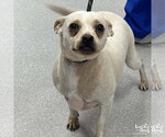Small #2 Chihuahua Mix