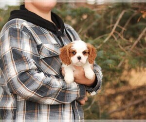 Cavalier King Charles Spaniel Puppy for Sale in WEST BEND, Iowa USA