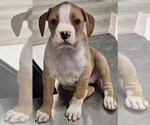 Puppy Puppy 3 Boxer