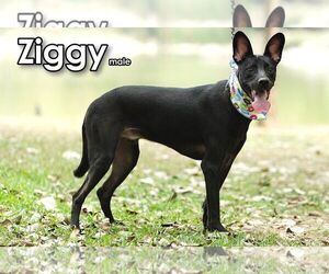 Ziggy from Taiwan - Male Mutt Dog for Adoption - Photo #4