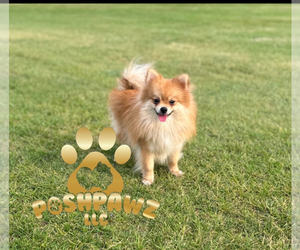 Mother of the Pomeranian puppies born on 09/05/2025