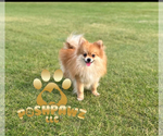 Small Photo #1 Pomeranian Puppy For Sale in ALBANY, NY, USA