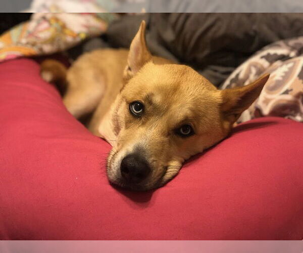 Medium Photo #1 Siberian Husky-Unknown Mix Puppy For Sale in COLUMBIA, MD, USA