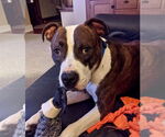 Small #31 American Pit Bull Terrier Mix