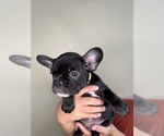 Small Photo #3 French Bulldog Puppy For Sale in CHINO HILLS, CA, USA