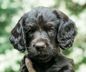 Boykin Spaniel Puppy for sale in GAINESVILLE, GA, USA