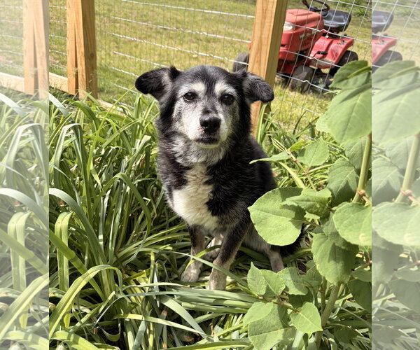 Medium Photo #1 Border Collie-Unknown Mix Puppy For Sale in Newfoundland, PA, USA
