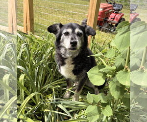 Border Collie-Unknown Mix Dogs for adoption in Newfoundland, PA, USA