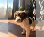 Puppy Finn Brittany