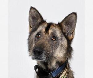 German Shepherd Dog Dogs for adoption in Santa Maria, CA, USA