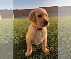 Golden Labrador Puppy for sale in APPLE VALLEY, CA, USA