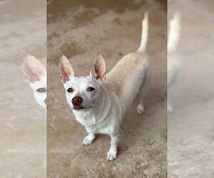 Chihuahua-Unknown Mix Dogs for adoption in Oak Bluffs, MA, USA