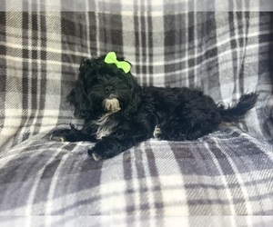 ShihPoo Puppy for sale in LAKELAND, FL, USA