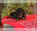 Small Photo #4 Dachshund Puppy For Sale in SHILOH, OH, USA