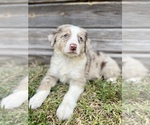 Small #1 Australian Shepherd