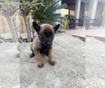 Small Photo #11 Belgian Malinois Puppy For Sale in BAKERSFIELD, CA, USA