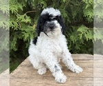Small #2 Poodle (Miniature)