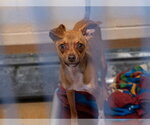 Small Chihuahua
