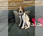 Small #5 Beagle Mix